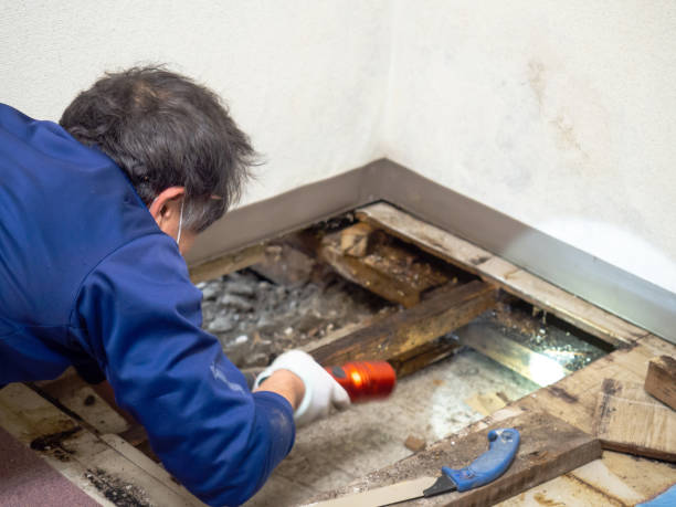 Best Insurance-Related Mold Remediation in Buckhead Ridge, FL