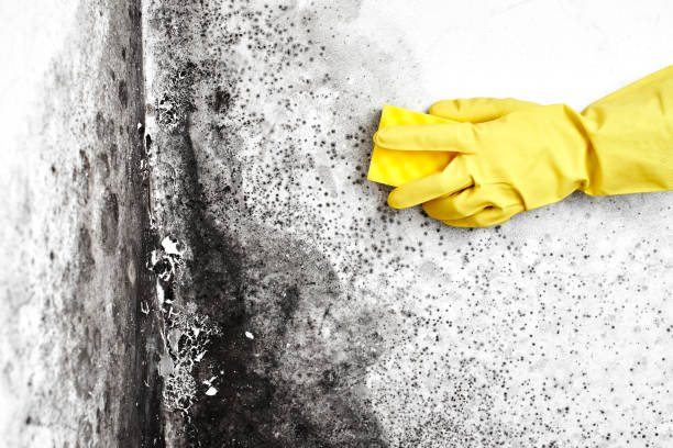 Best Attic Mold Remediation in Buckhead Ridge, FL