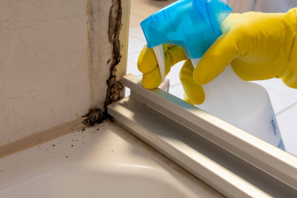 Best Localized Mold Remediation (e.g., coastal areas, humid climates) in Buckhead Ridge, FL
